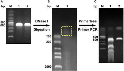 Laboratory Evolution of GH11 Endoxylanase Through DNA Shuffling: Effects of Distal Residue Substitution on Catalytic Activity and Active Site Architecture